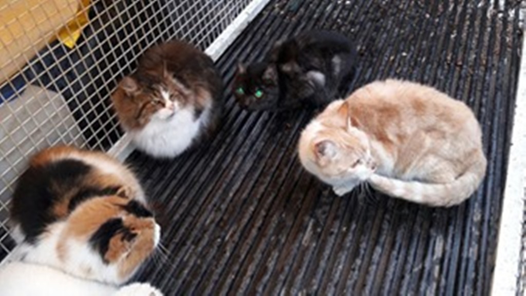 gatos esclavos 