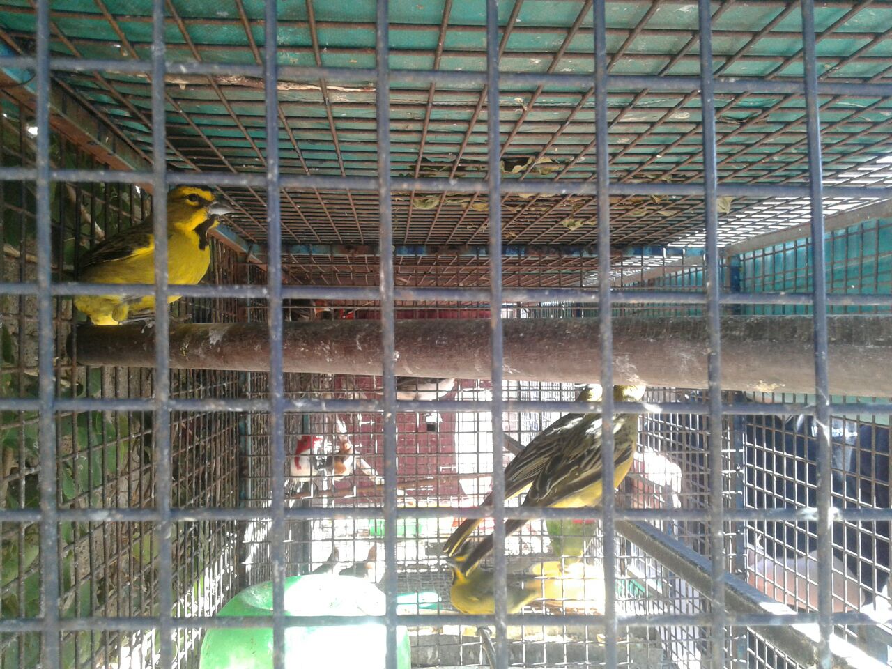 aves rescatadas 