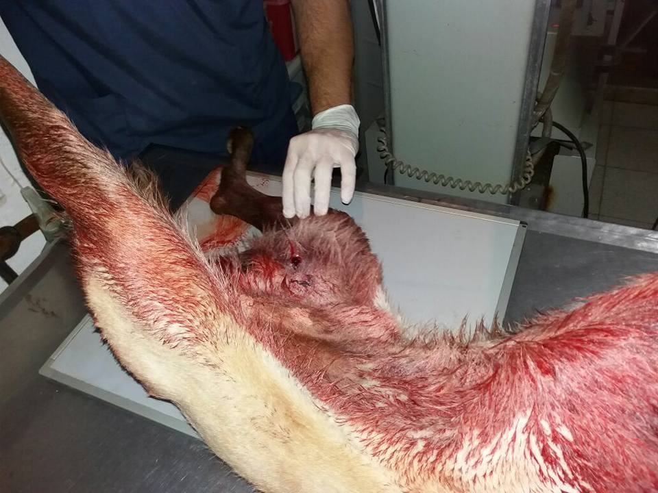 perro 1 