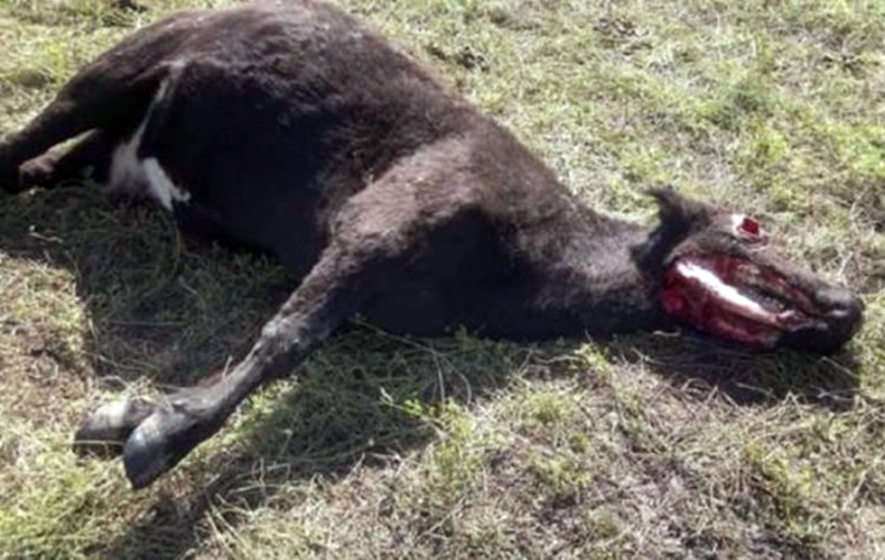 vaca chupacabras 
