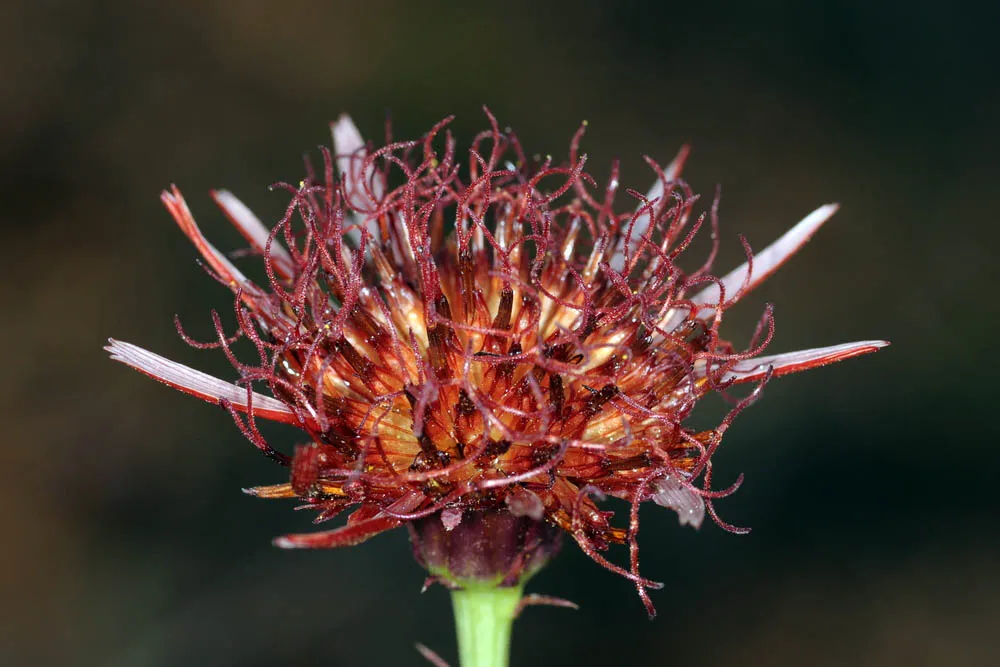 Isostigma cordobense