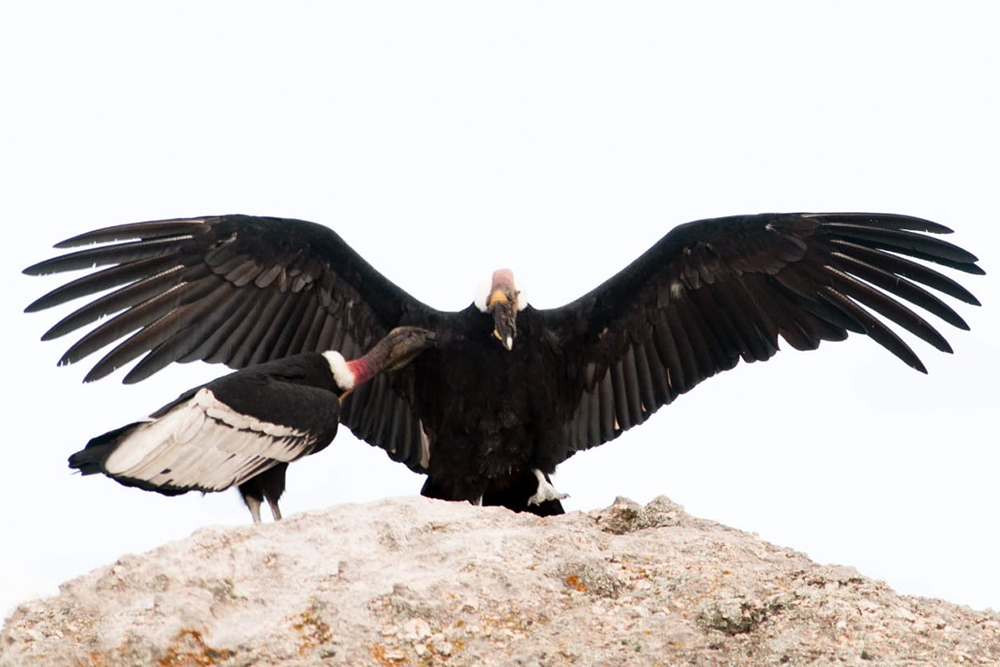 Galliano aves00004 copy