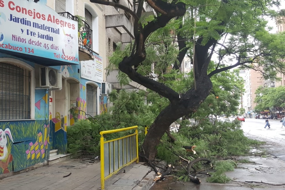 árboles caído tormenta LNM 2