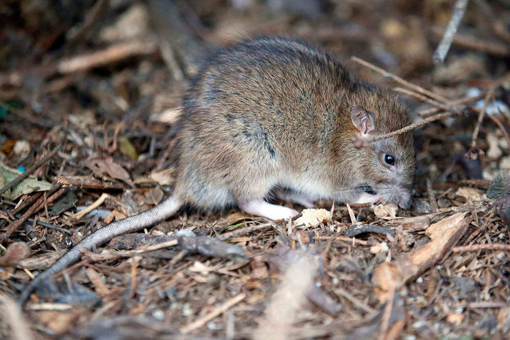 Confirman Un Caso De Hantavirus En Neuqu N Y A Slan A Seis Personas