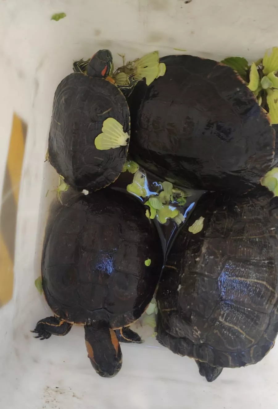 Rescate de fauna silvestre en domicilio de villa adela (policía de córdoba) 1