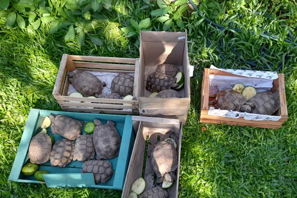 Tortugas rescatadas por Policía Ambiental