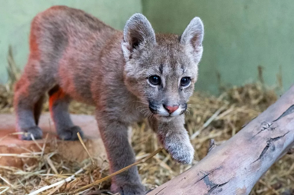 puma rescatado MuniCba