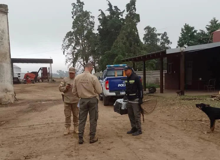 Gato montés rescatado por Policía Ambiental 2
