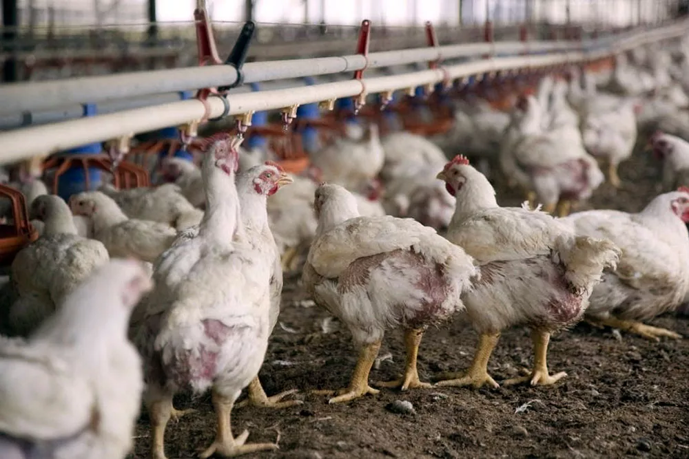 avicola gallinas aviar © NA