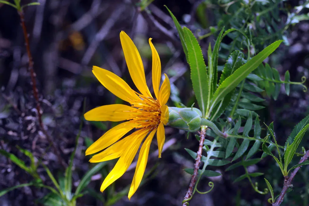 Mustisia castellanosii