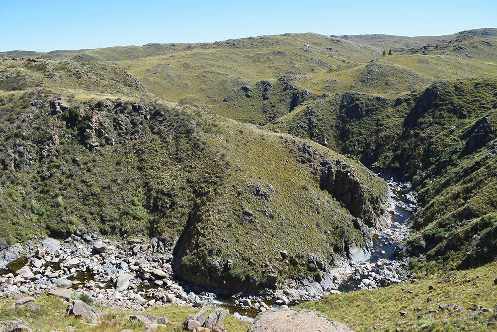 Taruca Pampa Rio-2
