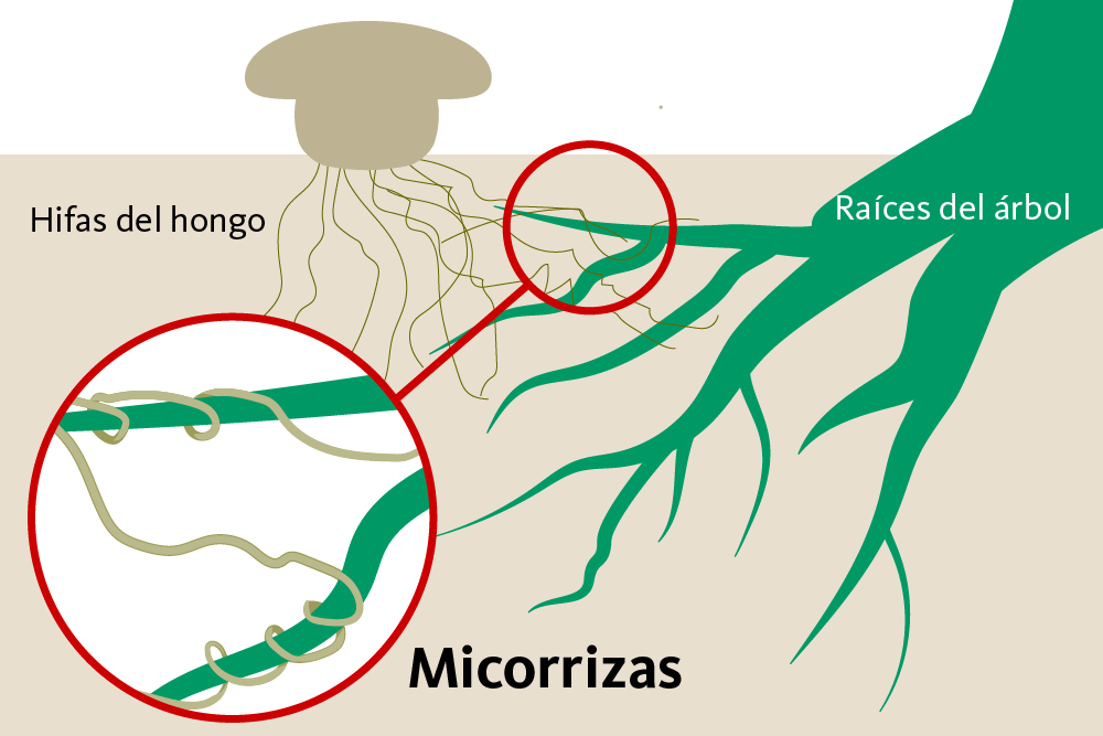 micorrizas-01