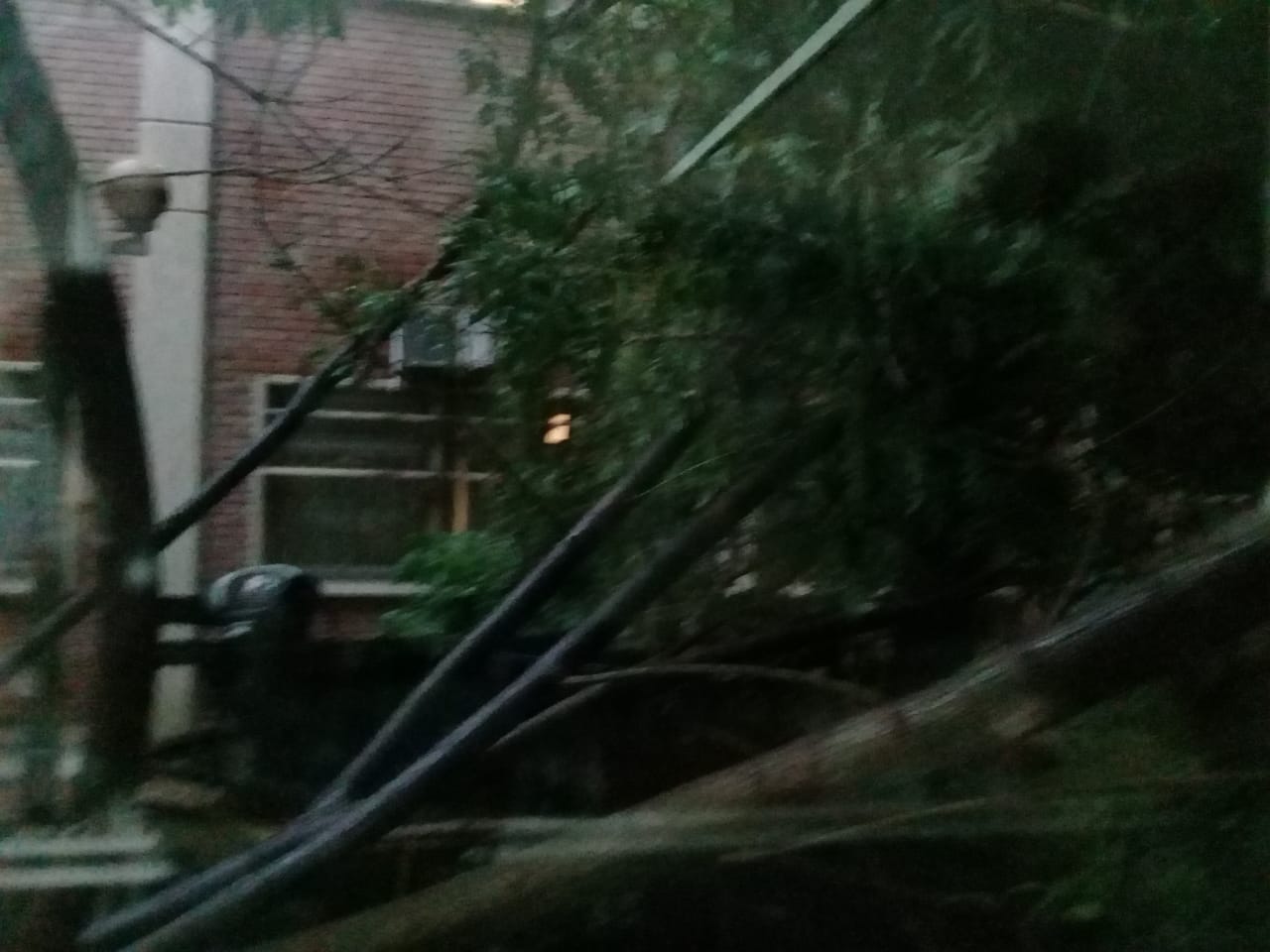 arbol cayó sobre terapia hospital de niños