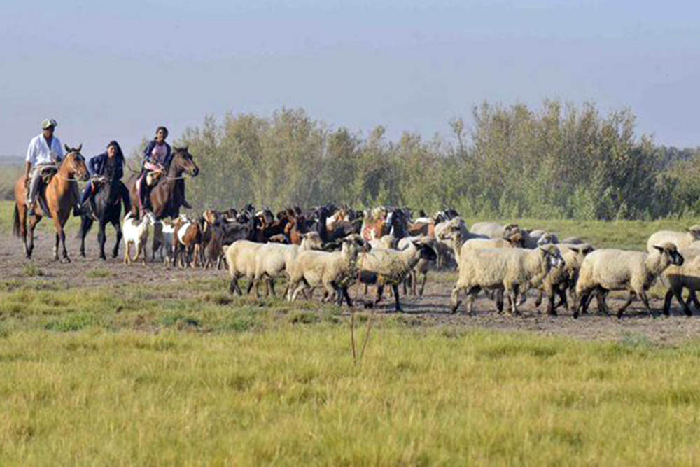 movimiento campesino 2