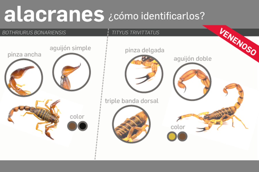 Recomendaciones Para Prevenir Accidentes Con Alacranes Serpientes Y Ara As