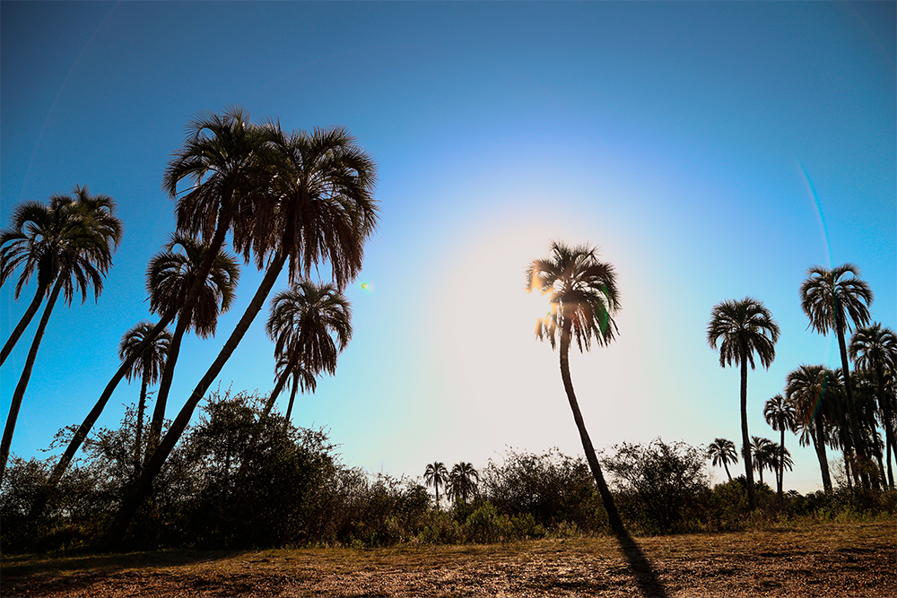 Palmeras de Yatay - Parque Nacional El Palmar