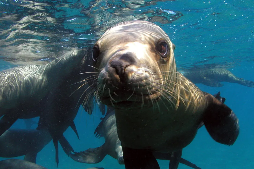 Buceo con Lobos PH Stephen Johnson