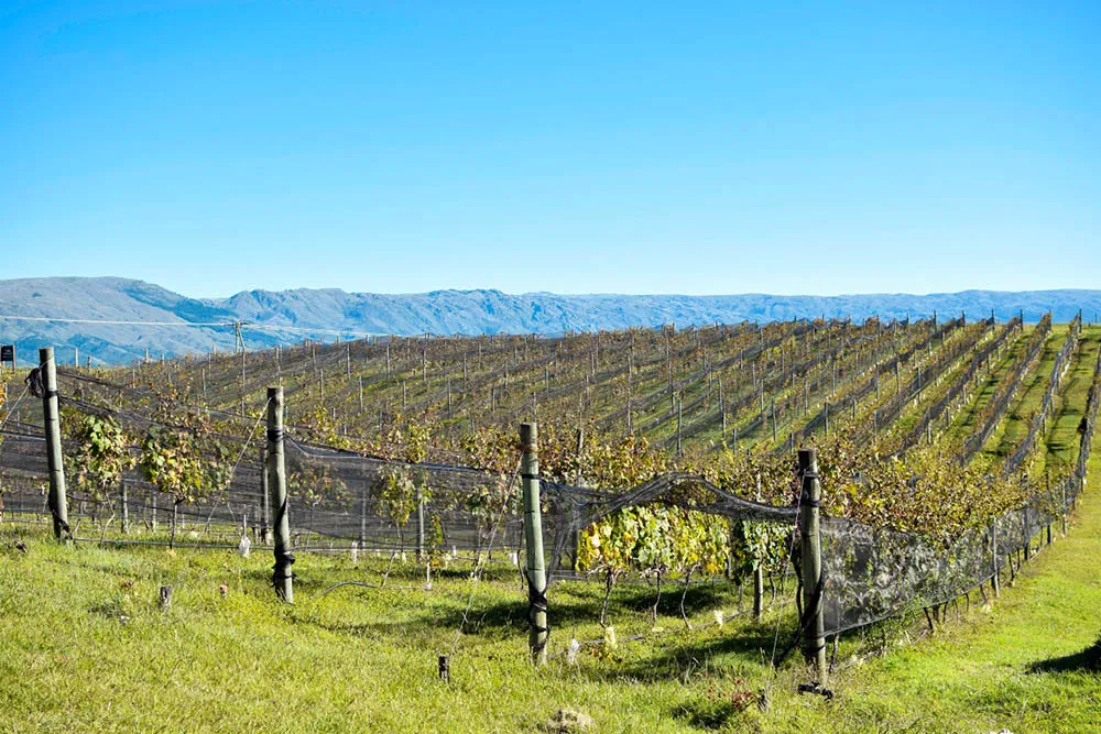 semana del vino cordobes