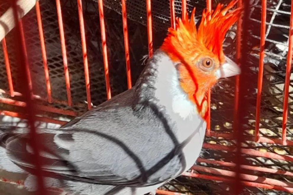 Rescate de aves en cautiverio (Prensa Gobierno de Córdoba) 03