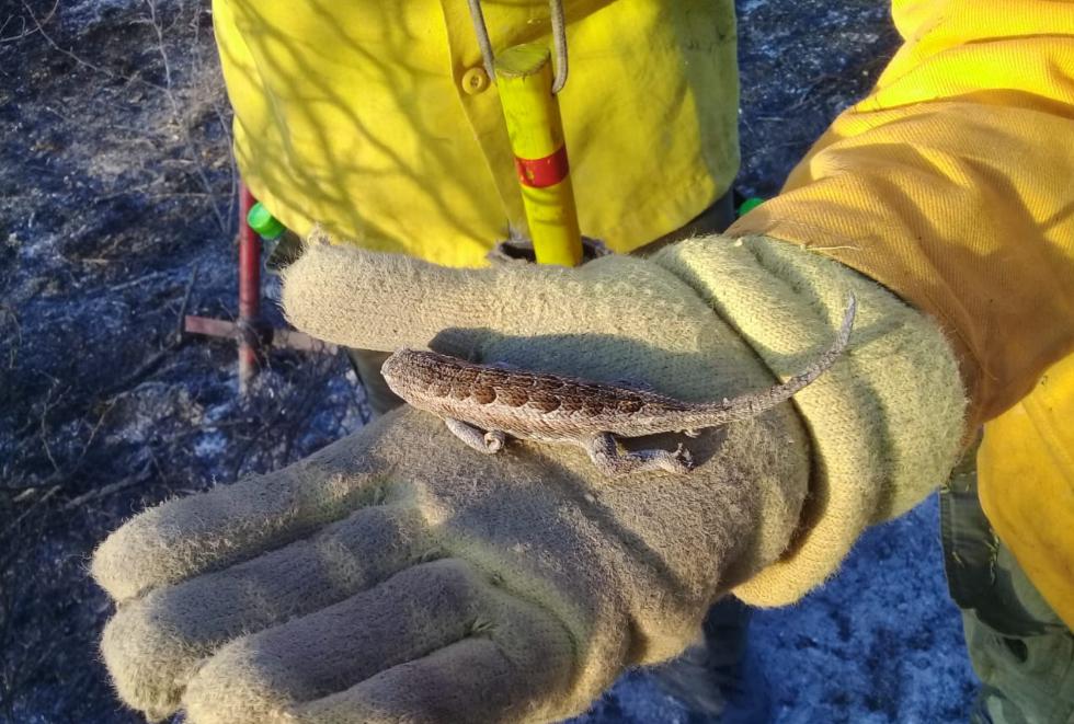 fauna afectada por el fuego Gobierno de Córdoba