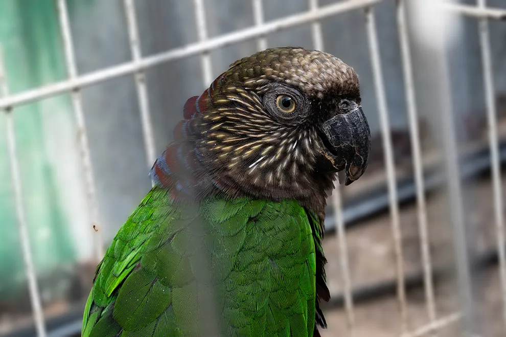 Rescate y conservación de loros (Gobierno de la Provincia de Córdoba)