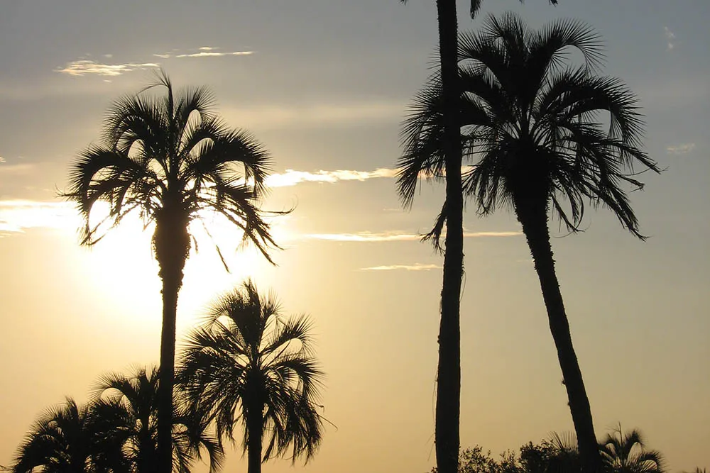 el palmar