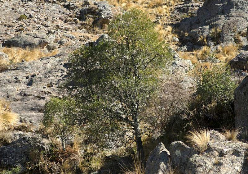 arbol