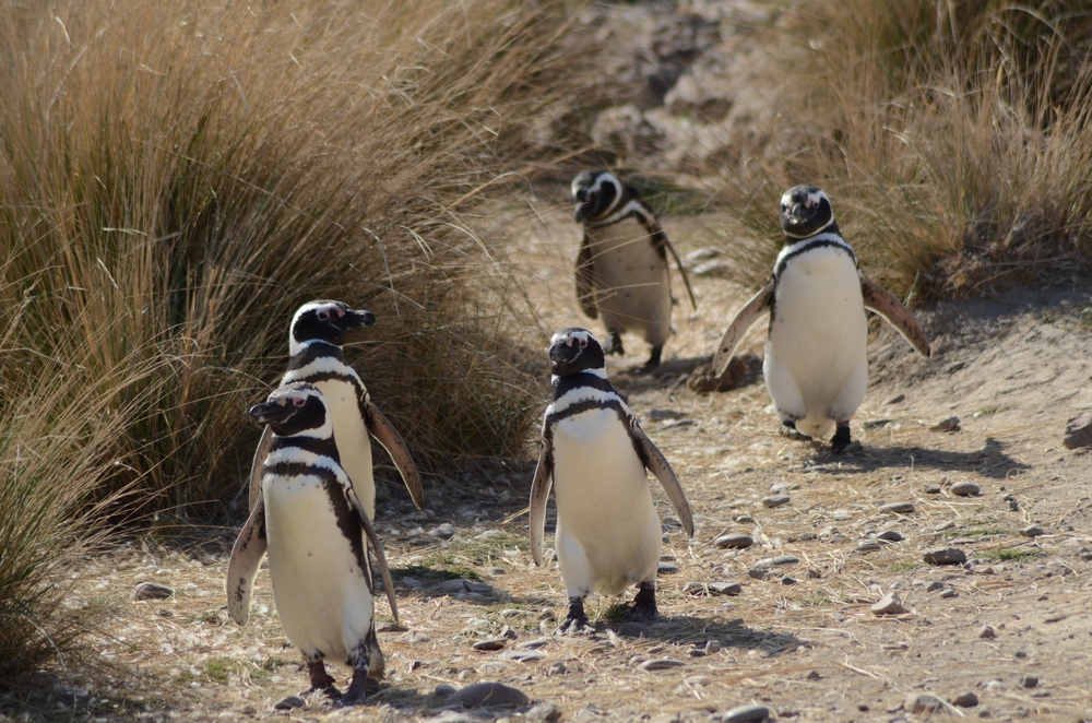 Puerto Madryn en verano2