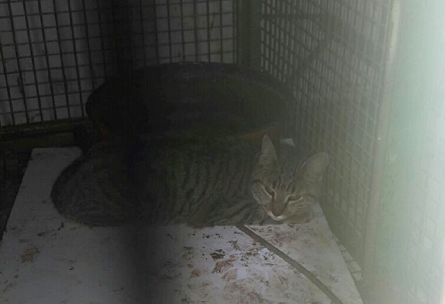 gato