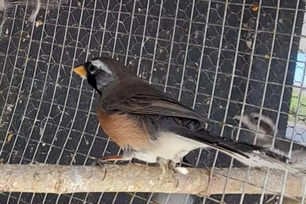 Rescate de aves en cautiverio (Prensa Gobierno de Córdoba) 02