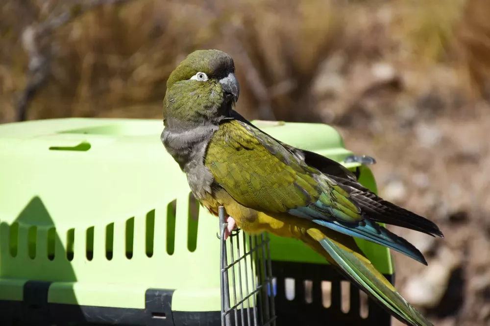 Loro liberado (Policía Ambiental)