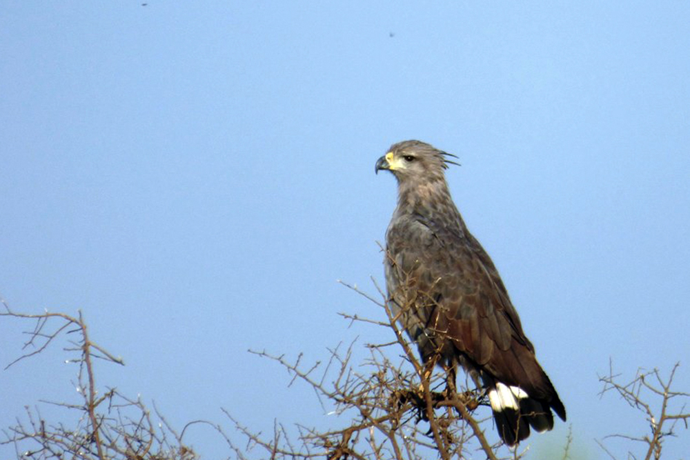 aguila-coronada © german gonzalez
