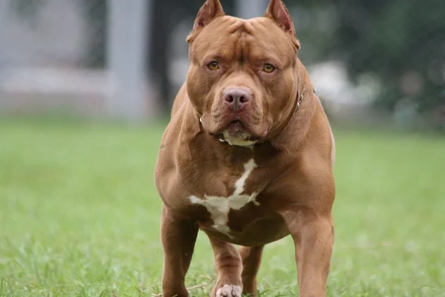 Conmoción en barrio Villa La Lonja: murió un niño de 3 años tras el ataque de un Pitbull thumbnail