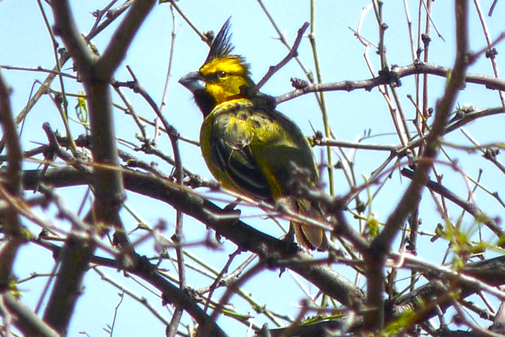CARDENAL AMARILLO