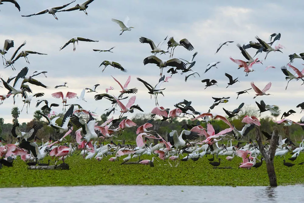 1-Aves Bañado La Estrella-Formosa -Gran Chaco-Argentina