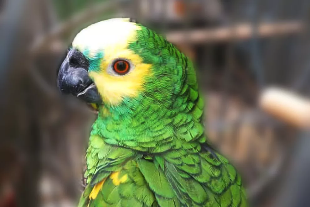 Loro rescatado