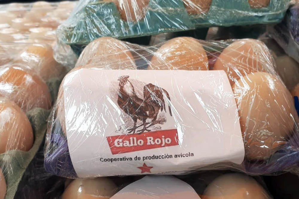 Coop Gallo Rojo00003 copy