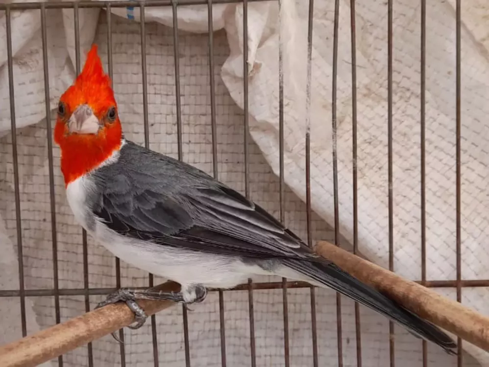 Fauna silvestre rescatada en Hernando y Pampayasta Sud (Gobierno de Córdoba)