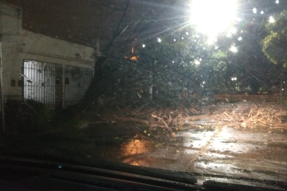 árboles caído tormenta LNM 4