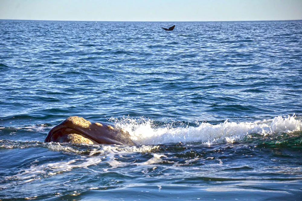Pto Madryn @ Gabriel Ferreyra_06