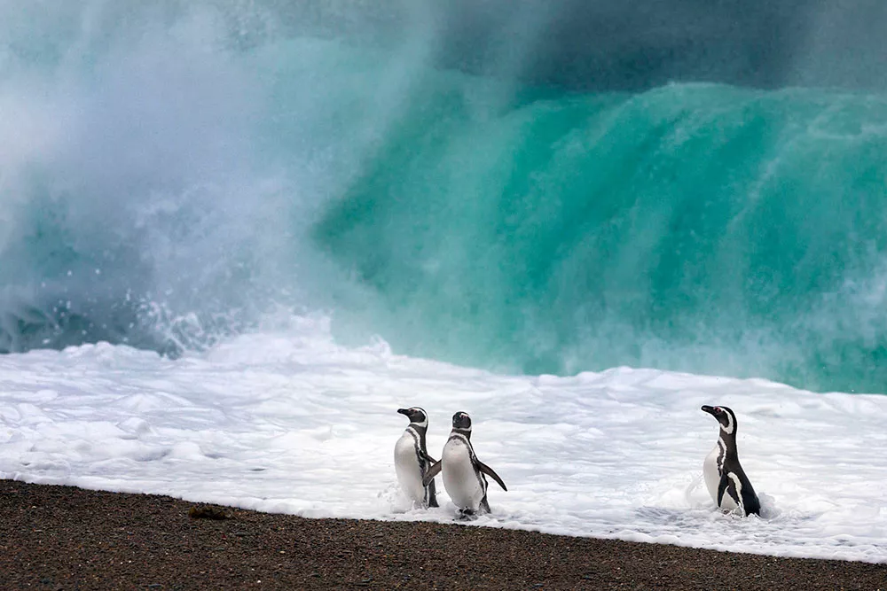 Pingüino de Magallanes--Mar Patagonico-Argentina