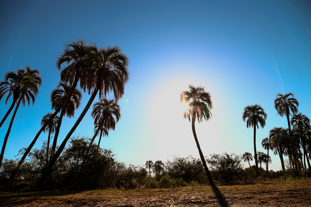 Parque Nacional El Palmar
