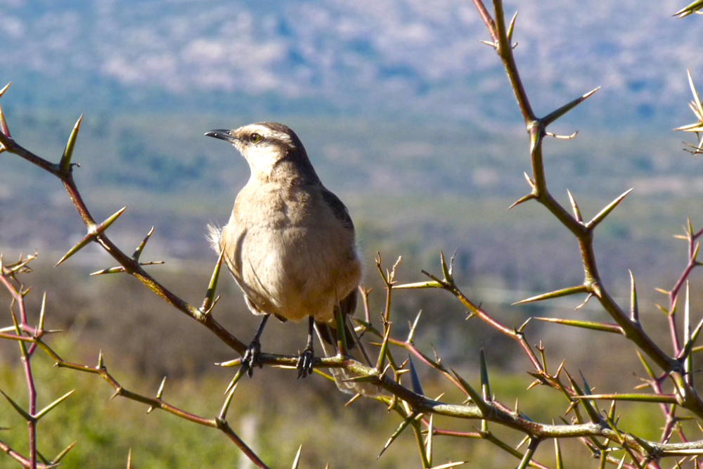 calandria