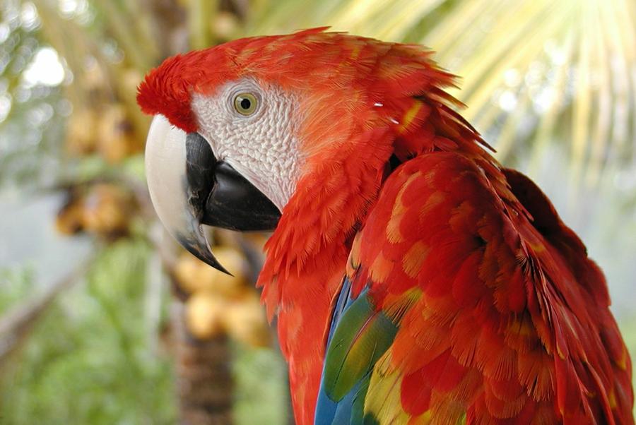 guacamayo rojo zoo