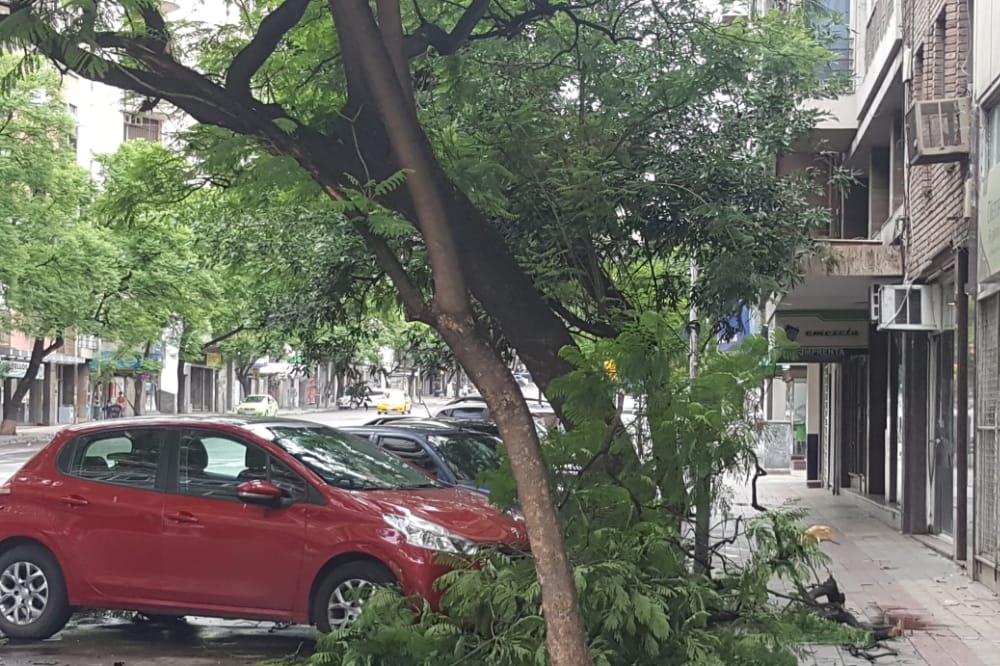 árboles caído tormenta LNM 3
