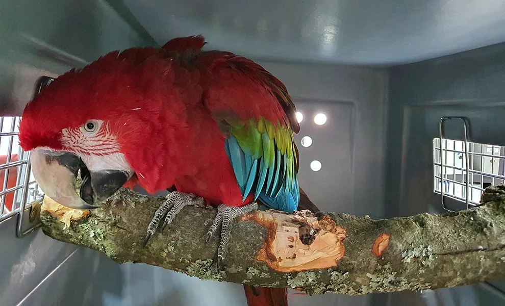Guacamayo rescatado de la tenencia ilegal (Gobierno de la Provincia de Córdoba)