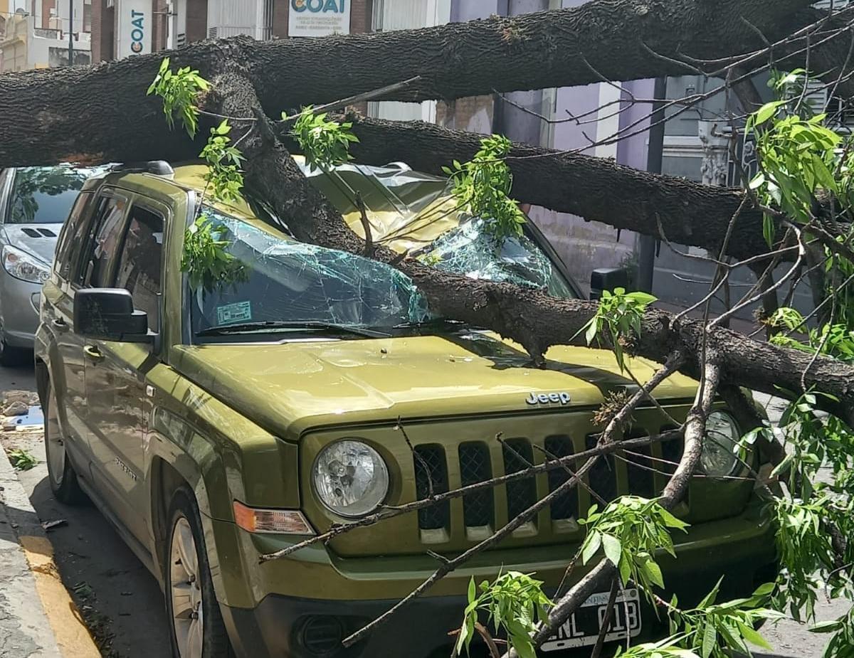 Arbol sobre jeep 14 10 2021