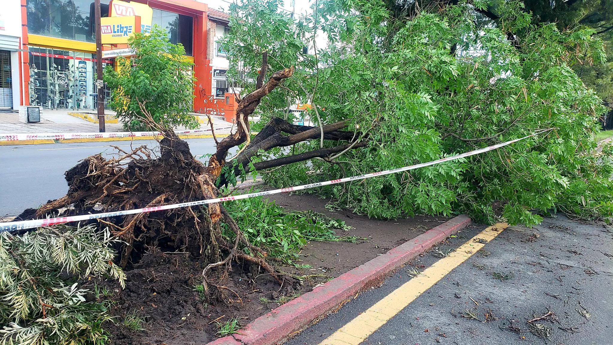 Caída de árboles y voladuras de techos, los destrozos que dejó la tormenta