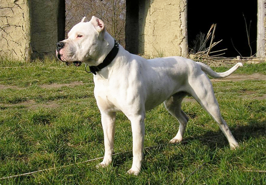 perro_dogo_argentino