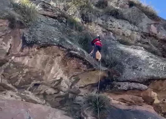 Altas Cumbres: el DUAR rescató a una cabra atrapada en un precipicio por más de una semana thumbnail